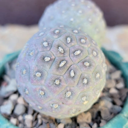 Tephrocactus Geometricus variegata – Purple Snow Man Cactus – 3 Cladodes