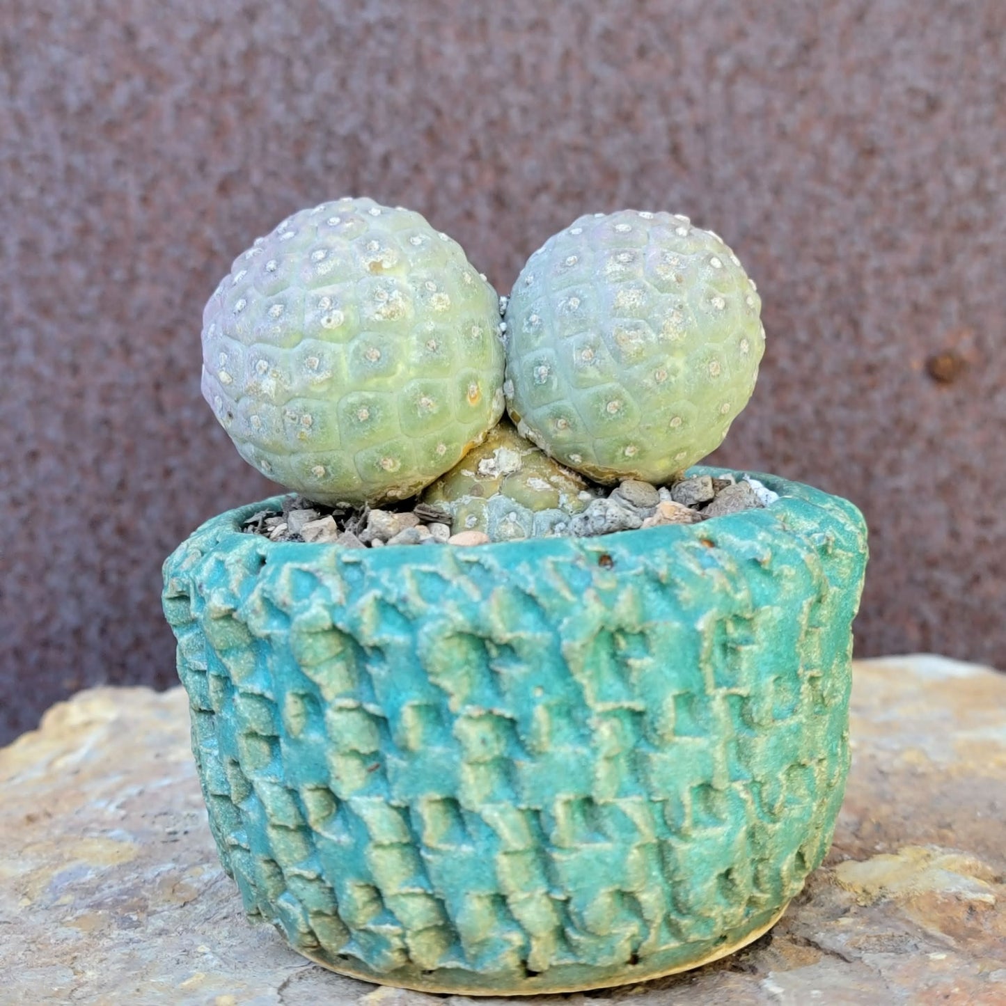 Tephrocactus Geometricus variegata – Purple Snow Man Cactus – 3 Cladodes