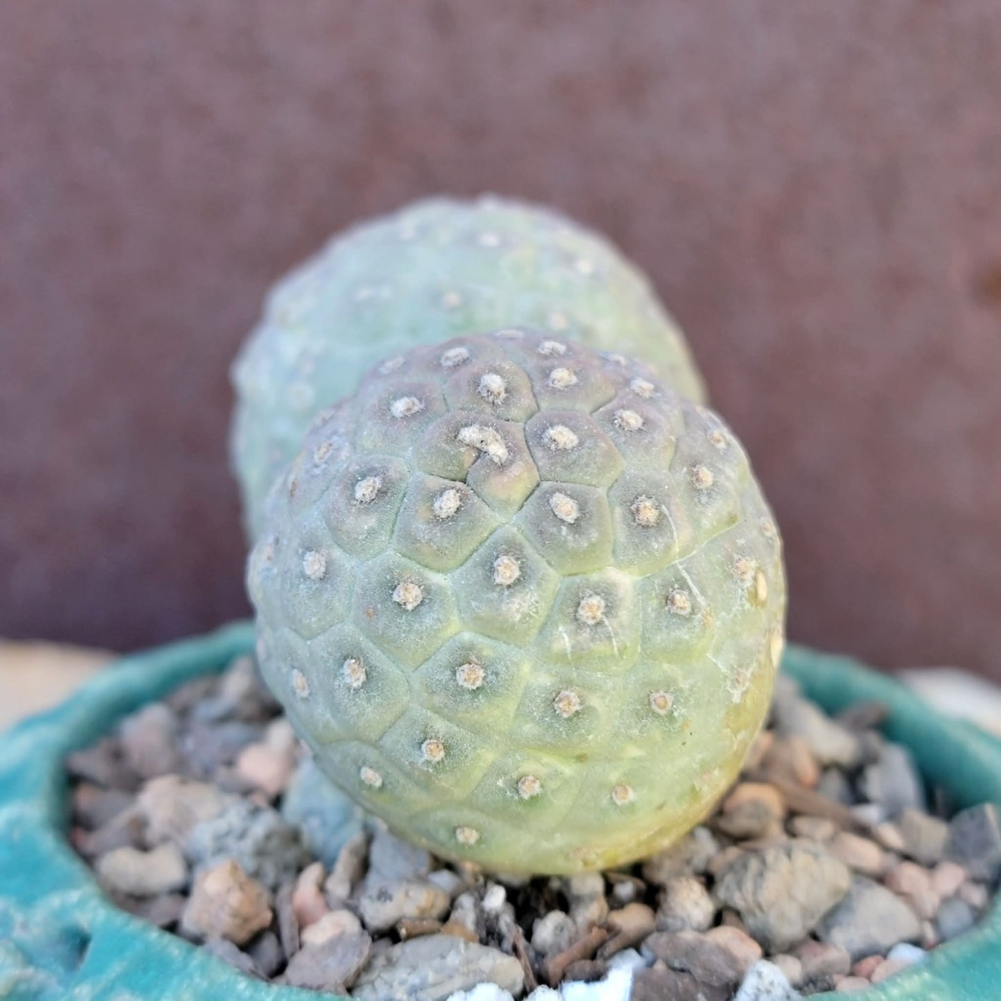 Tephrocactus Geometricus variegata – Purple Snow Man Cactus – 3 Cladodes