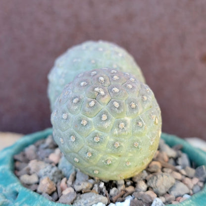 Tephrocactus Geometricus variegata – Purple Snow Man Cactus – 3 Cladodes
