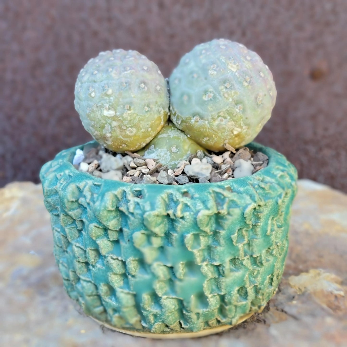 Tephrocactus Geometricus variegata – Purple Snow Man Cactus – 3 Cladodes