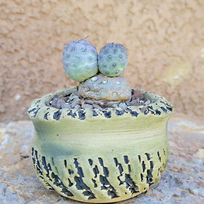 Tephrocactus Geometricus variegata – Purple Snow Man Cactus – 3 Cladodes