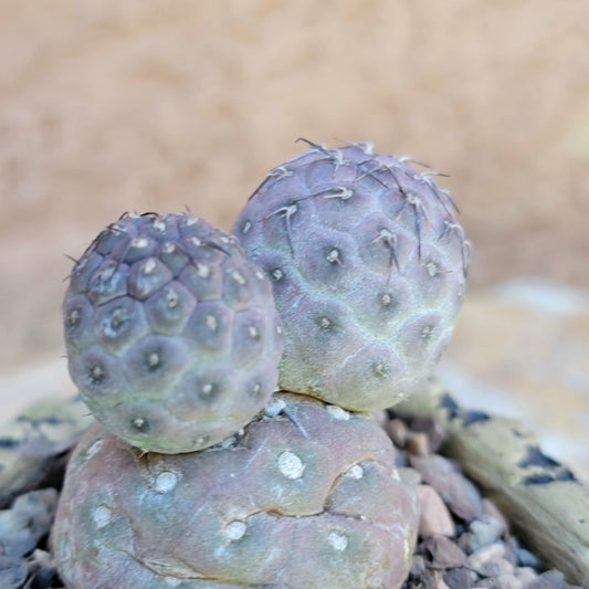 Tephrocactus Geometricus variegata – Purple Snow Man Cactus – 3 Cladodes collector cactus specimen