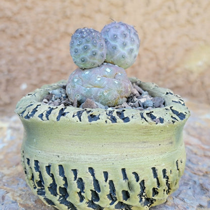 Tephrocactus Geometricus variegata – Purple Snow Man Cactus – 3 Cladodes
