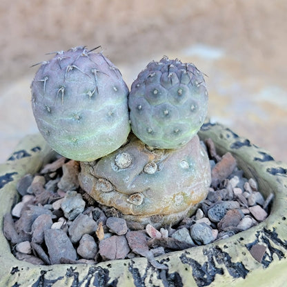 Tephrocactus Geometricus variegata – Purple Snow Man Cactus – 3 Cladodes