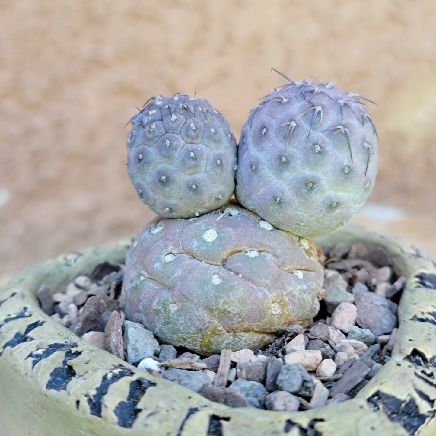 Tephrocactus Geometricus variegata – Purple Snow Man Cactus – 3 Cladodes