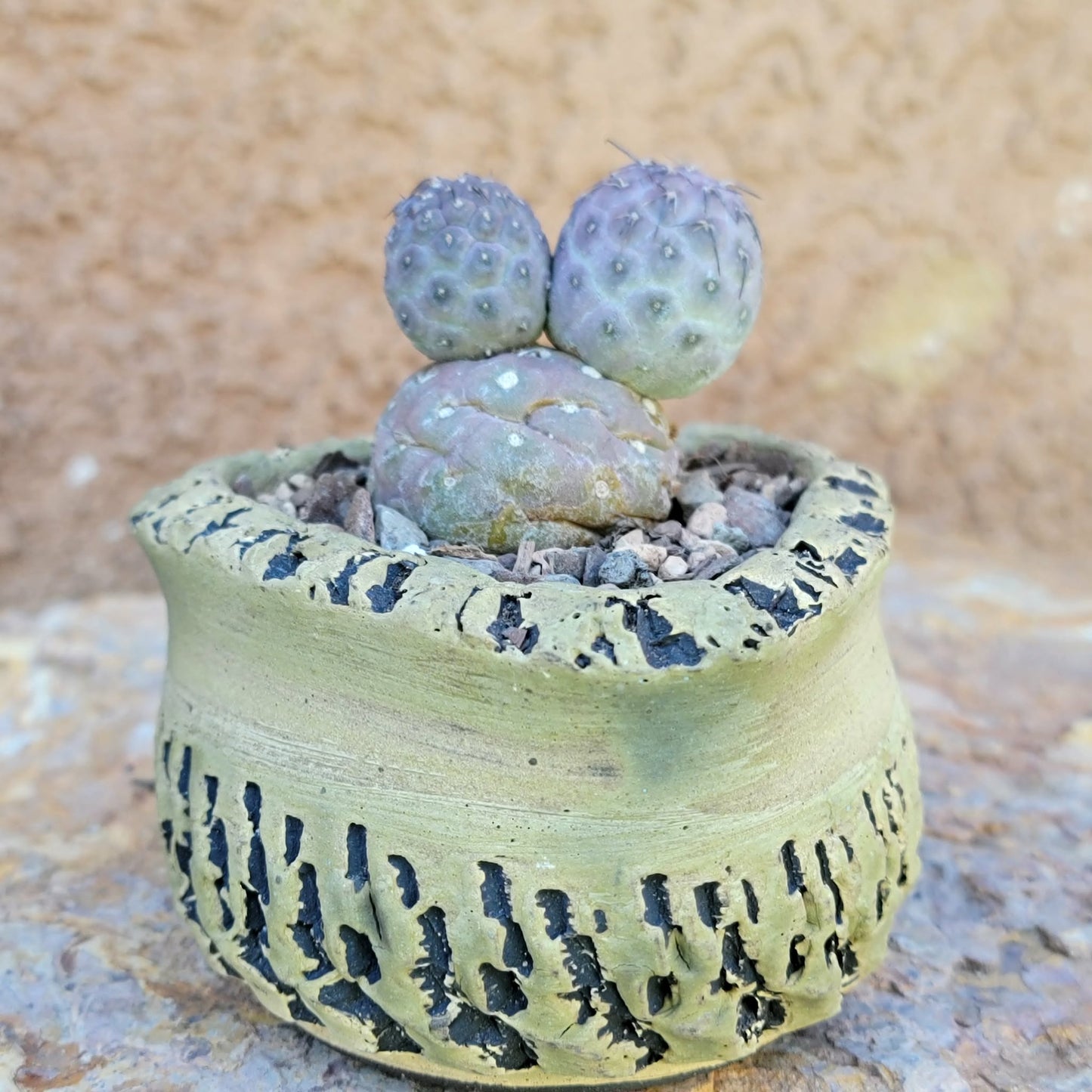 Tephrocactus Geometricus variegata – Purple Snow Man Cactus – 3 Cladodes