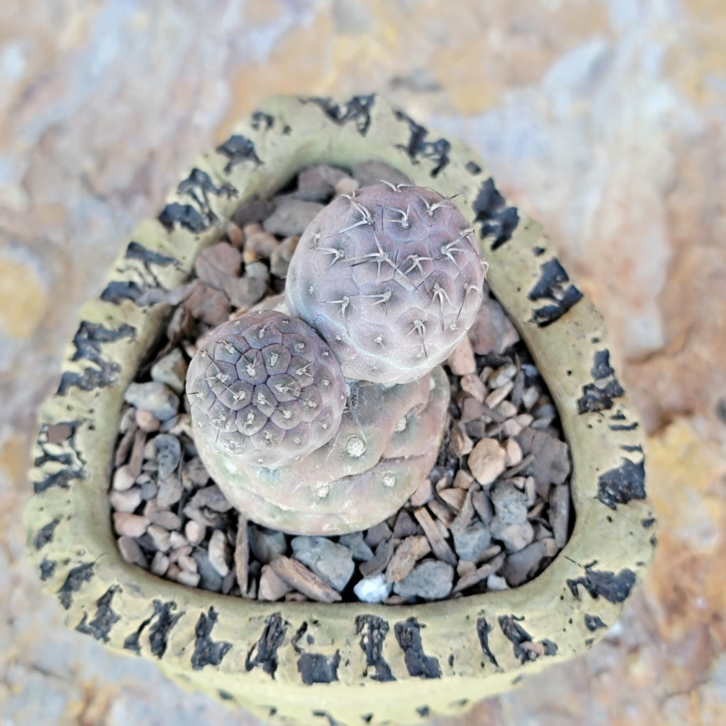 Tephrocactus Geometricus variegata – Purple Snow Man Cactus – 3 Cladodes