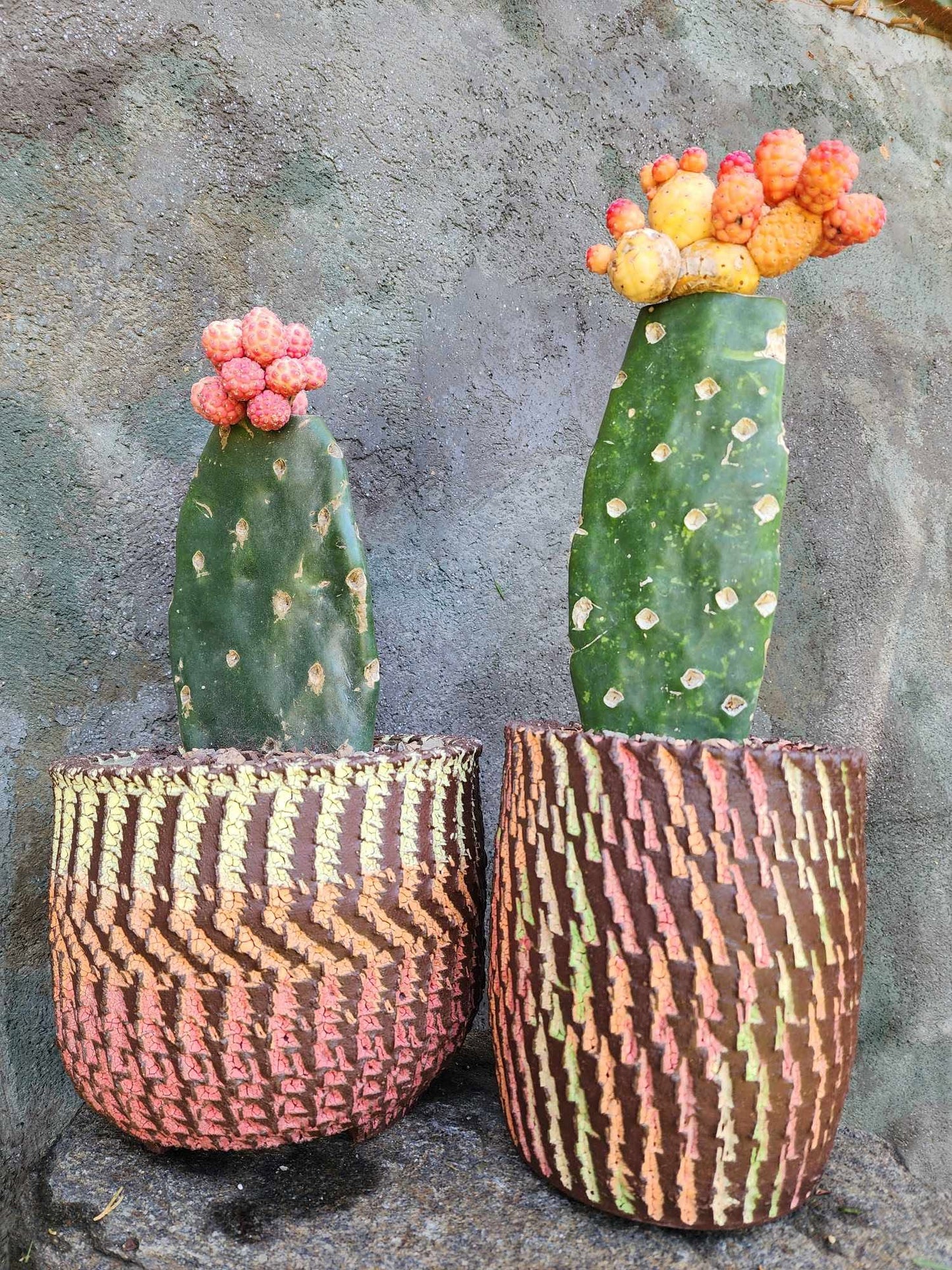 Tephrocactus Geometricus variegata – Variegated Tephrocactus - 17 Cladodes