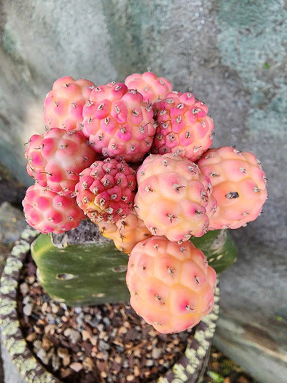Tephrocactus Geometricus variegata – Variegated Tephrocactus - 17 Cladodes