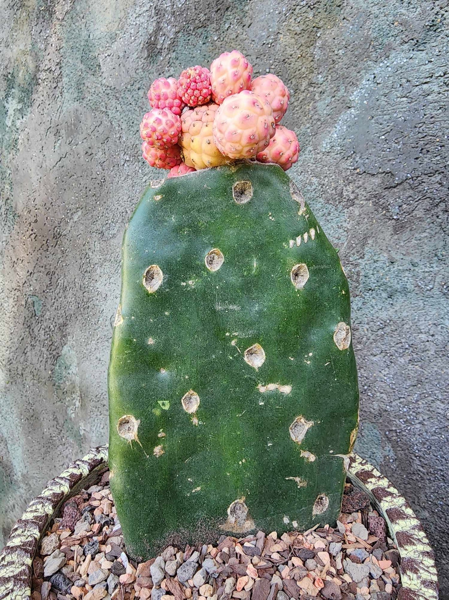 Tephrocactus Geometricus variegata – Variegated Tephrocactus - 17 Cladodes