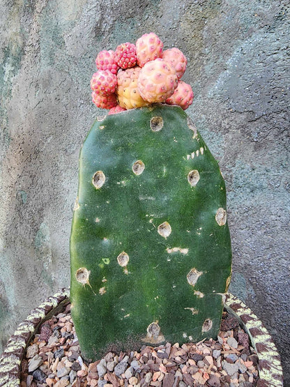 Tephrocactus Geometricus variegata – Variegated Tephrocactus - 17 Cladodes