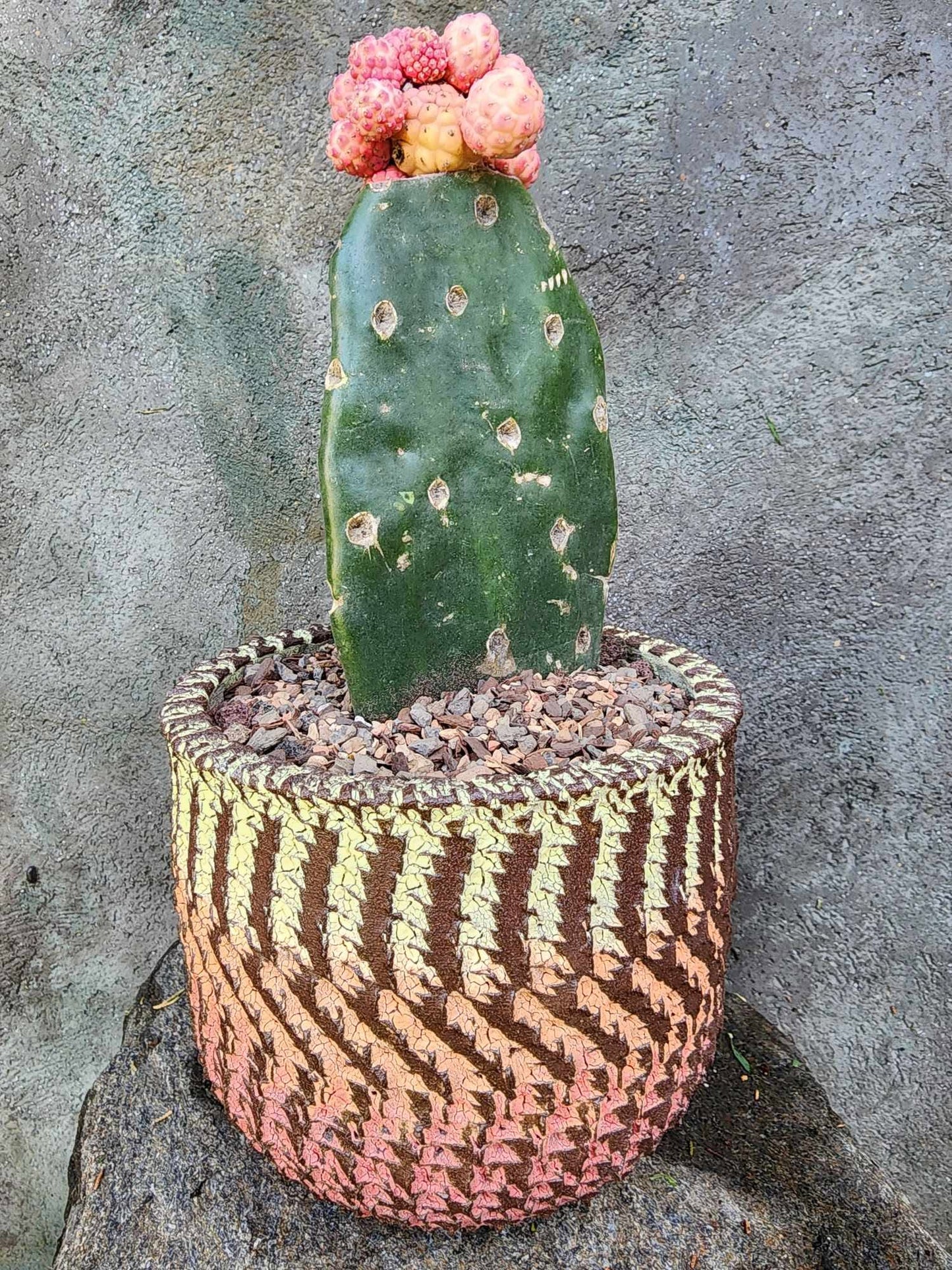 Tephrocactus Geometricus variegata – Variegated Tephrocactus - 17 Cladodes