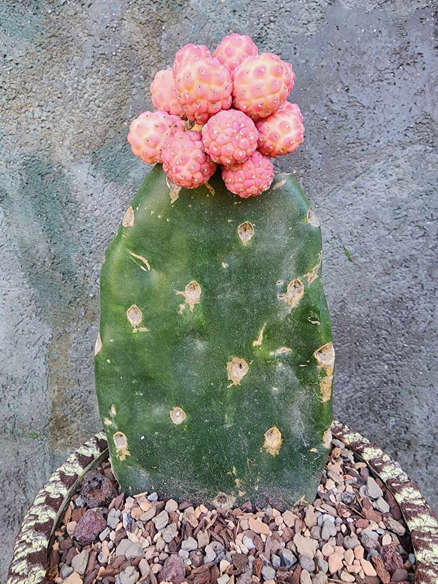 Tephrocactus Geometricus variegata – Variegated Tephrocactus - 17 Cladodes