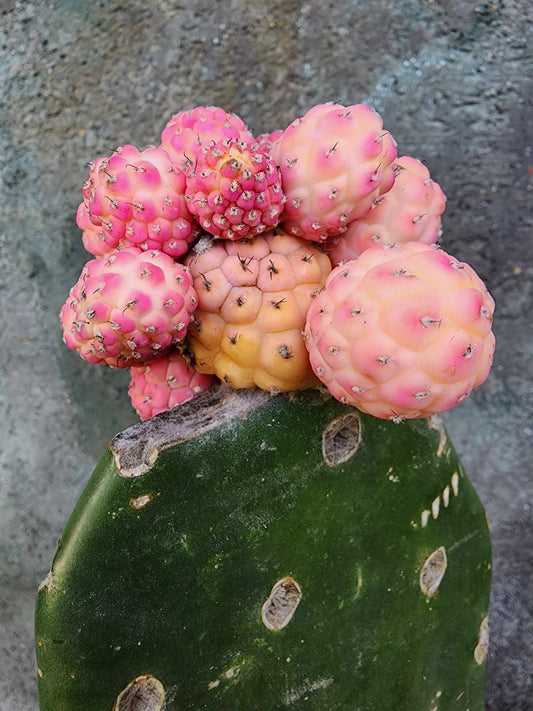 Tephrocactus Geometricus variegata – Variegated Tephrocactus - 17 Cladodes