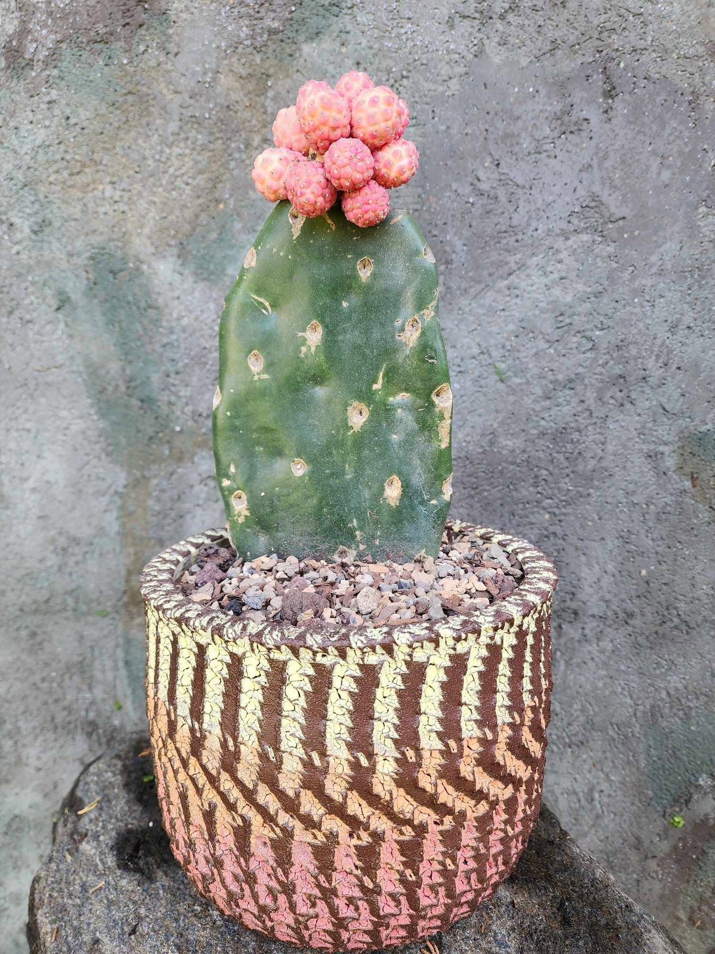 Tephrocactus Geometricus variegata – Variegated Tephrocactus - 17 Cladodes