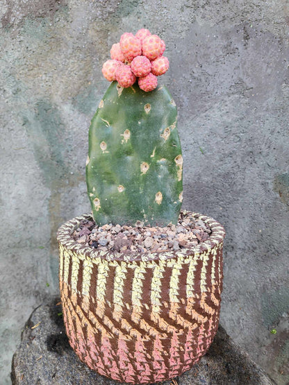 Tephrocactus Geometricus variegata – Variegated Tephrocactus - 17 Cladodes