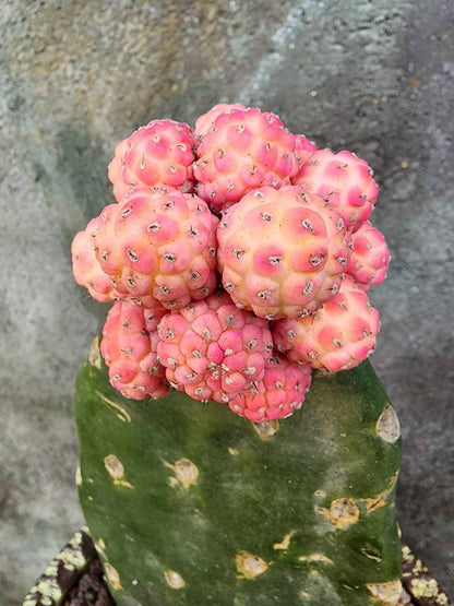 Tephrocactus Geometricus variegata – Variegated Tephrocactus - 17 Cladodes