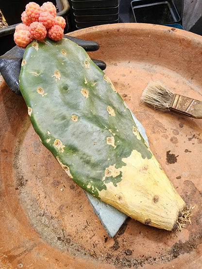 Tephrocactus Geometricus variegata – Variegated Tephrocactus - 17 Cladodes