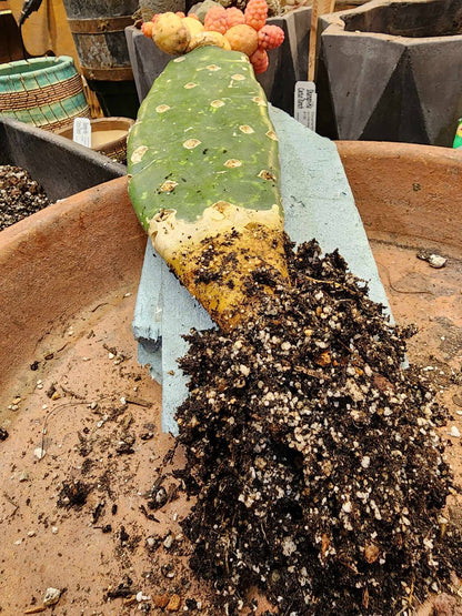 Tephrocactus Geometricus variegata – Variegated Tephrocactus - 18 Cladodes + 5 Babies!