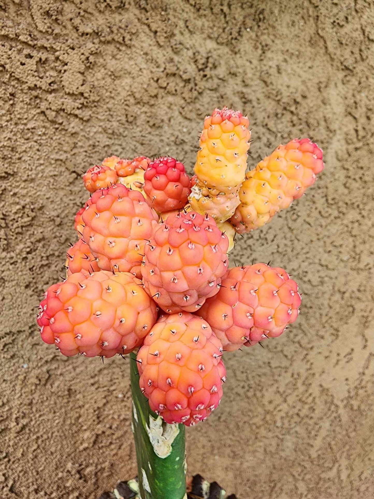Tephrocactus Geometricus variegata – Variegated Tephrocactus - 18 Cladodes + 5 Babies!