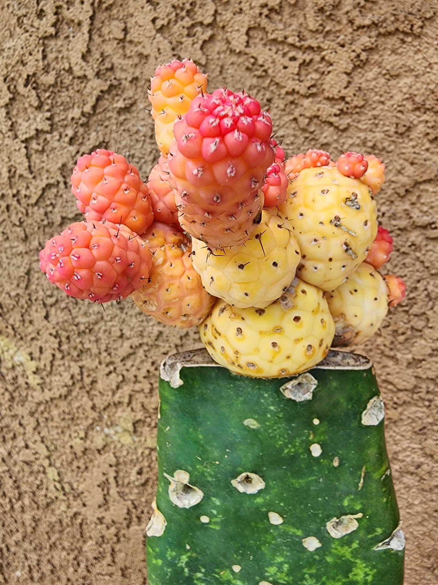 Tephrocactus Geometricus variegata – Variegated Tephrocactus - 18 Cladodes + 5 Babies!