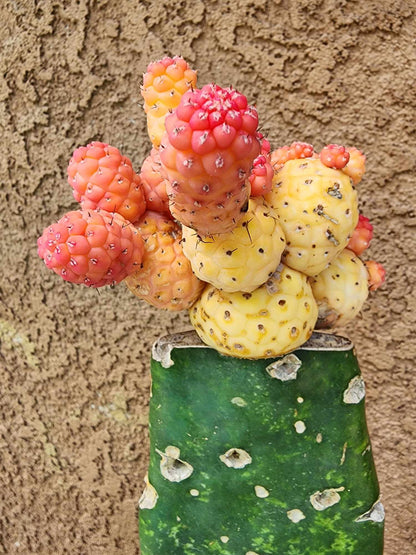 Tephrocactus Geometricus variegata – Variegated Tephrocactus - 18 Cladodes + 5 Babies!