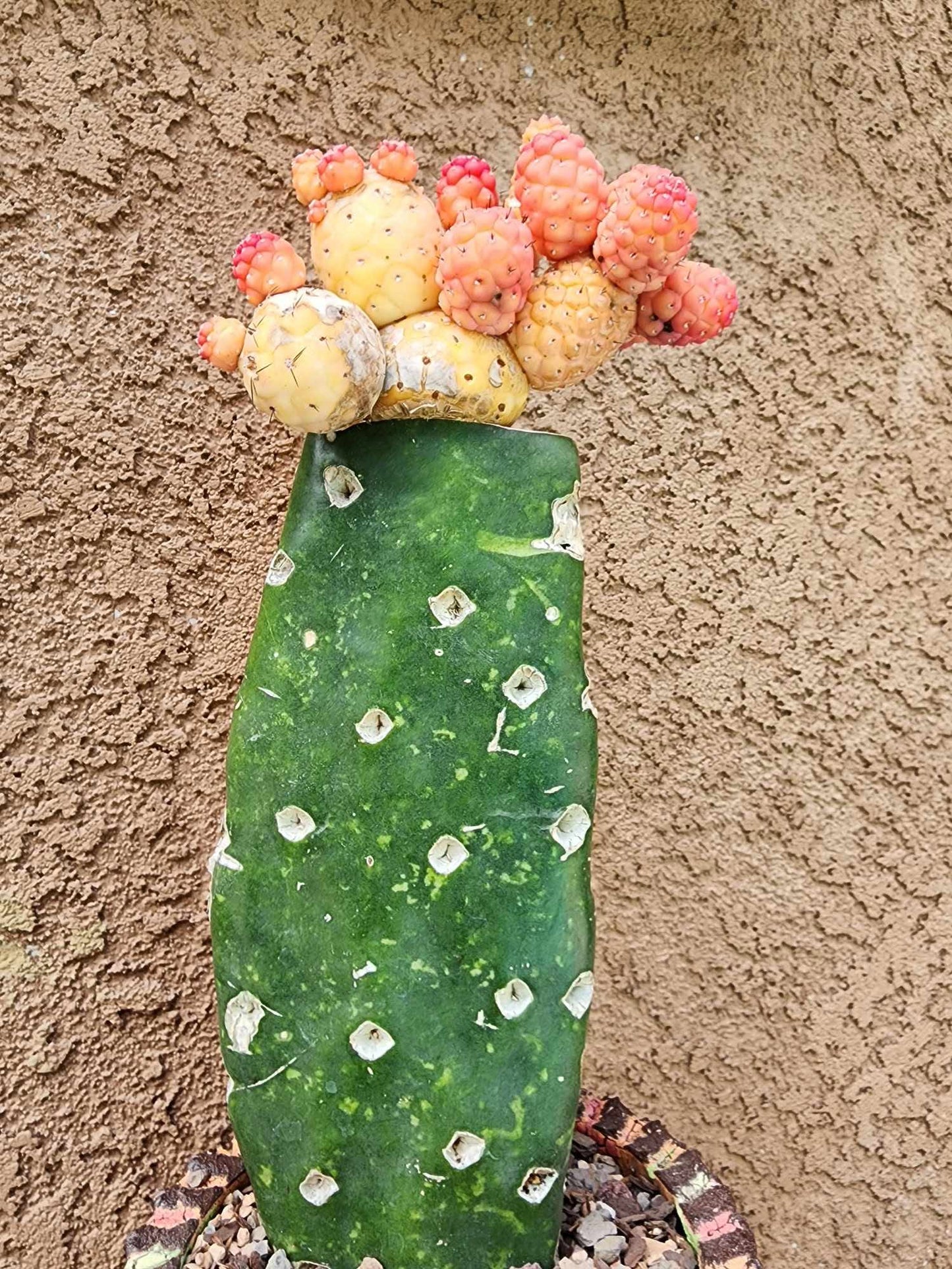 Tephrocactus Geometricus variegata – Variegated Tephrocactus - 18 Cladodes + 5 Babies!