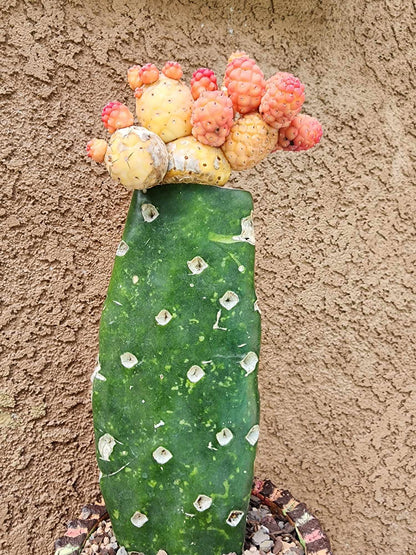 Tephrocactus Geometricus variegata – Variegated Tephrocactus - 18 Cladodes + 5 Babies!