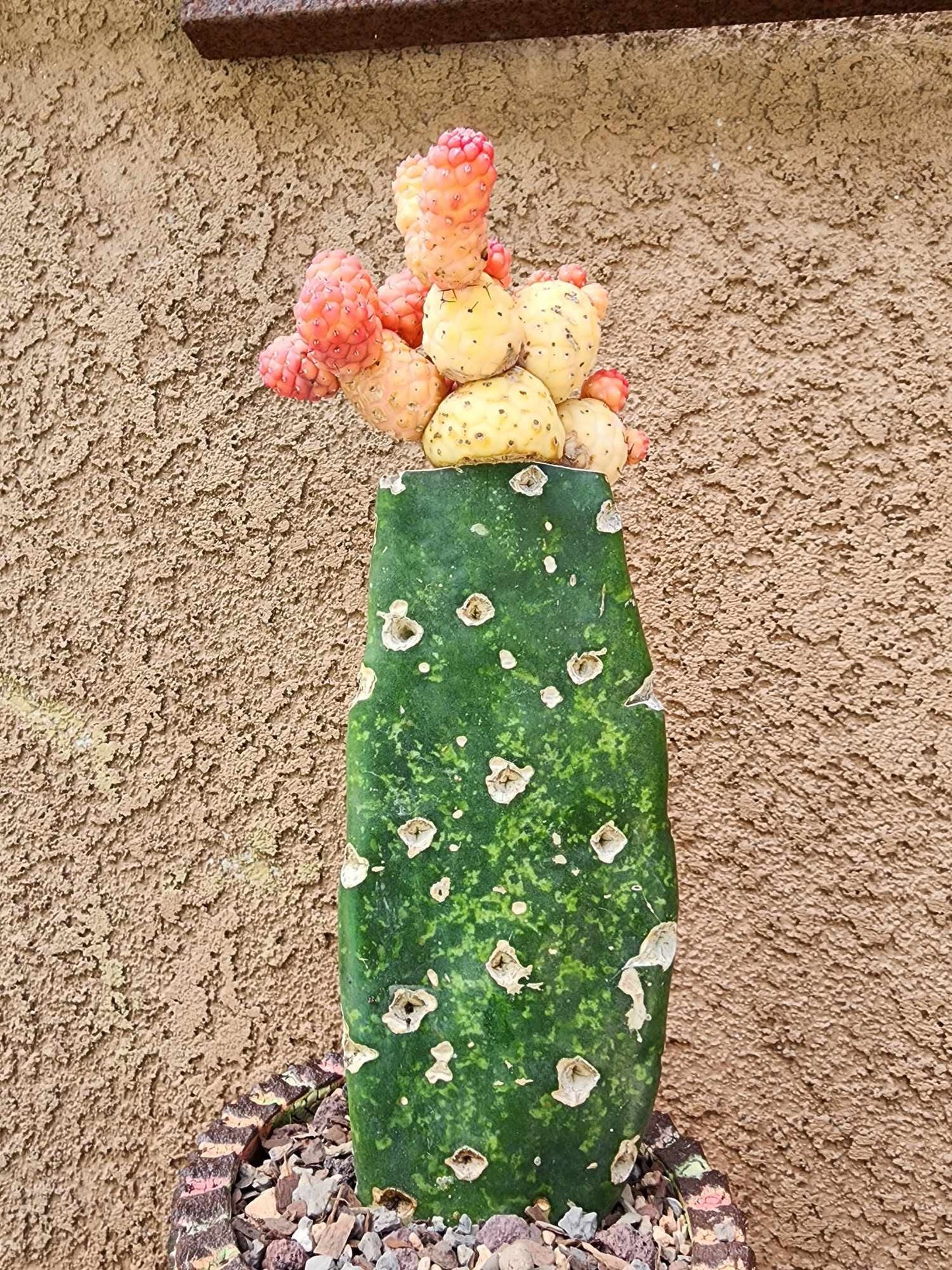 Tephrocactus Geometricus variegata – Variegated Tephrocactus - 18 Cladodes + 5 Babies!