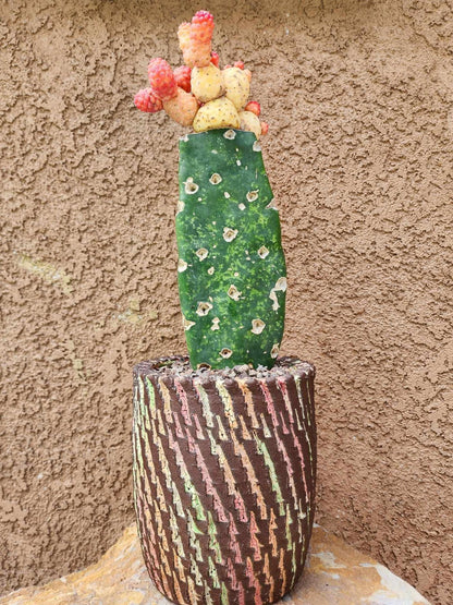 Tephrocactus Geometricus variegata – Variegated Tephrocactus - 18 Cladodes + 5 Babies!