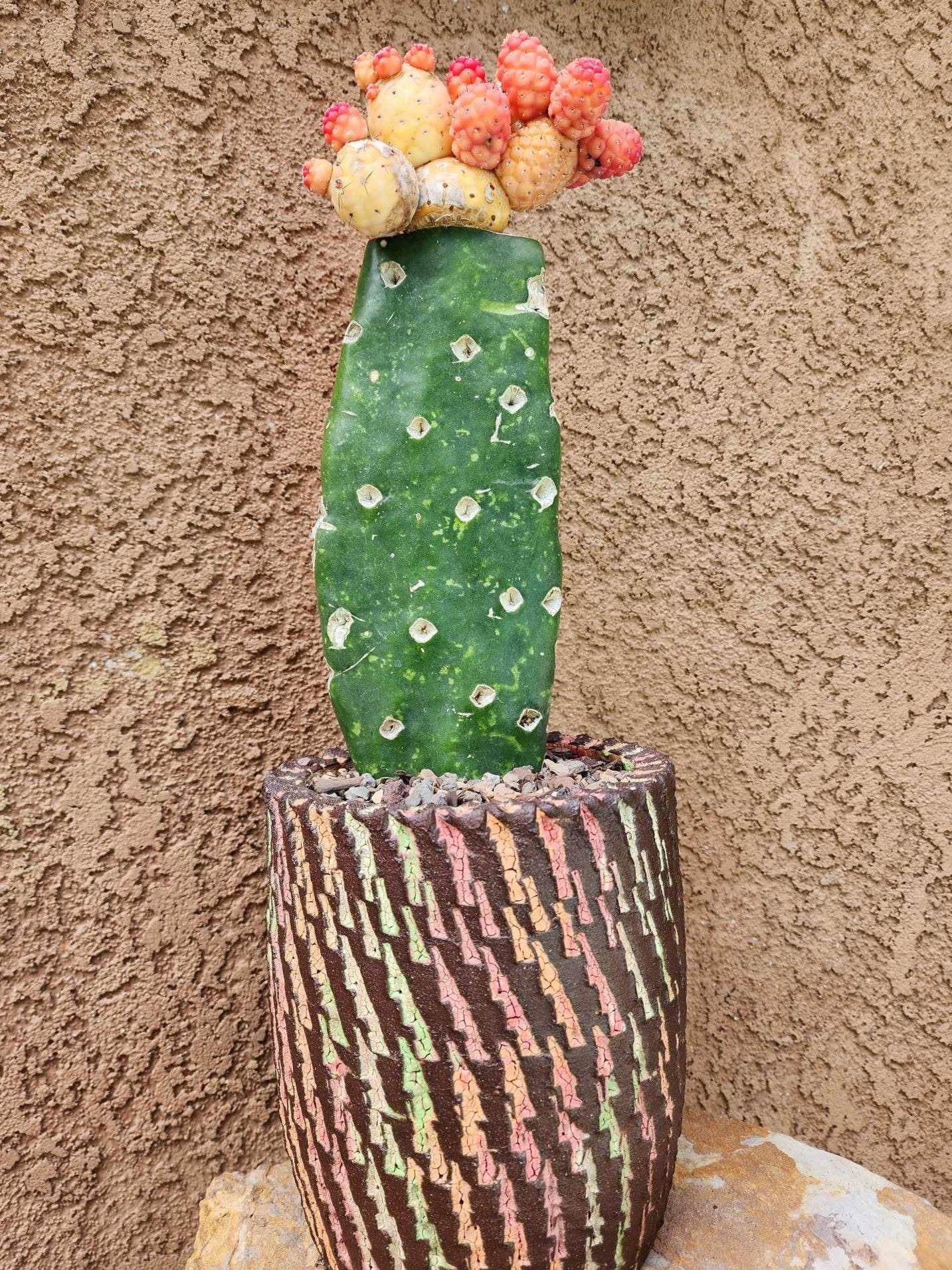 Tephrocactus Geometricus variegata – Variegated Tephrocactus - 18 Cladodes + 5 Babies!