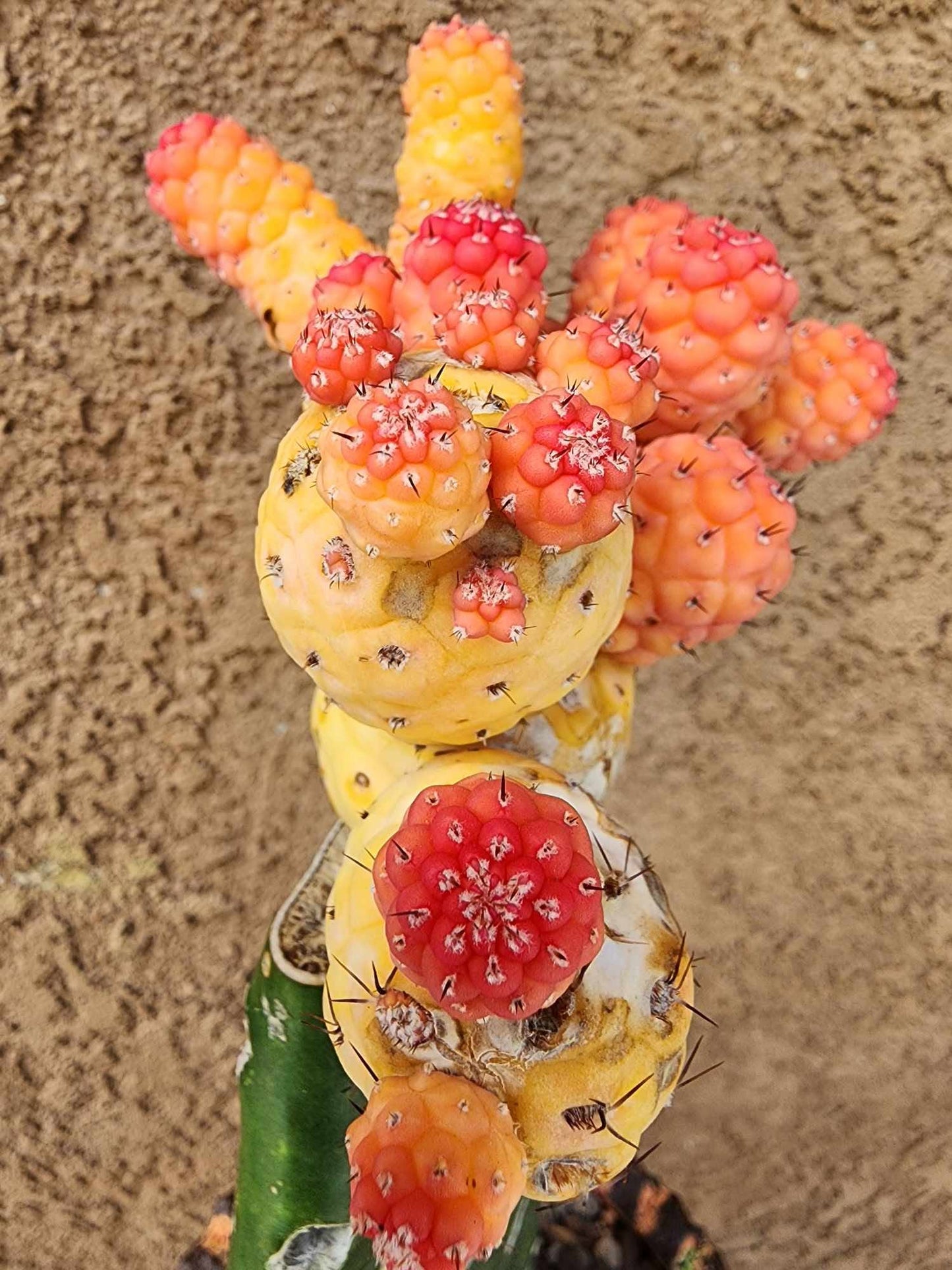 Tephrocactus Geometricus variegata – Variegated Tephrocactus - 18 Cladodes + 5 Babies!