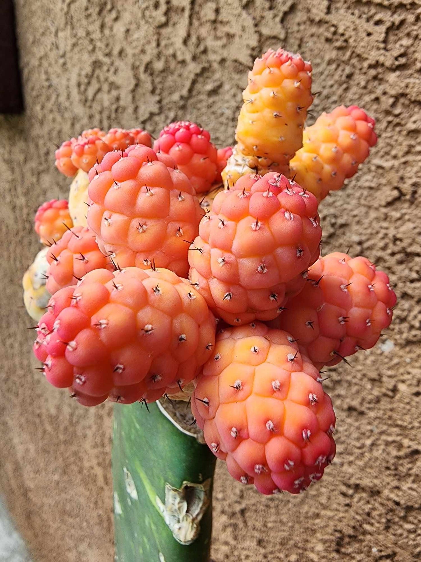 Tephrocactus Geometricus variegata – Variegated Tephrocactus - 18 Cladodes + 5 Babies!