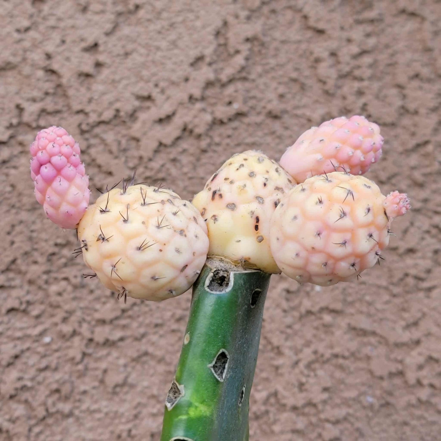 Tephrocactus Geometricus variegata – Variegated Tephrocactus - 5 Cladodes!