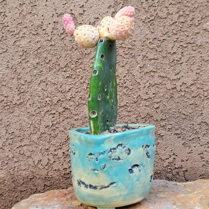 Tephrocactus Geometricus variegata – Variegated Tephrocactus - 5 Cladodes!