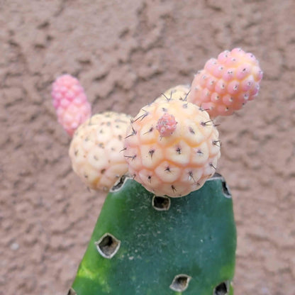 Tephrocactus Geometricus variegata – Variegated Tephrocactus - 5 Cladodes!