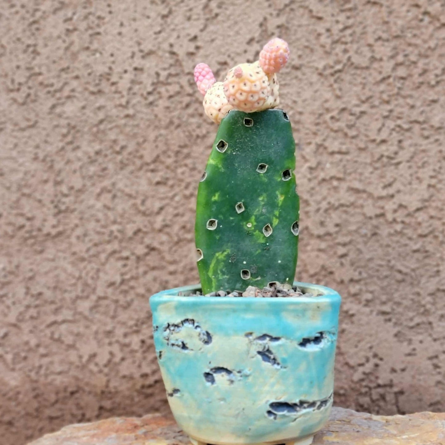 Tephrocactus Geometricus variegata – Variegated Tephrocactus - 5 Cladodes!