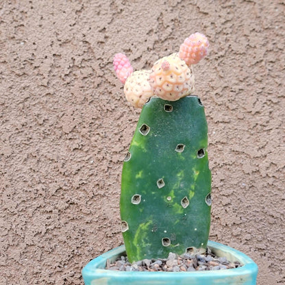 Tephrocactus Geometricus variegata – Variegated Tephrocactus - 5 Cladodes!