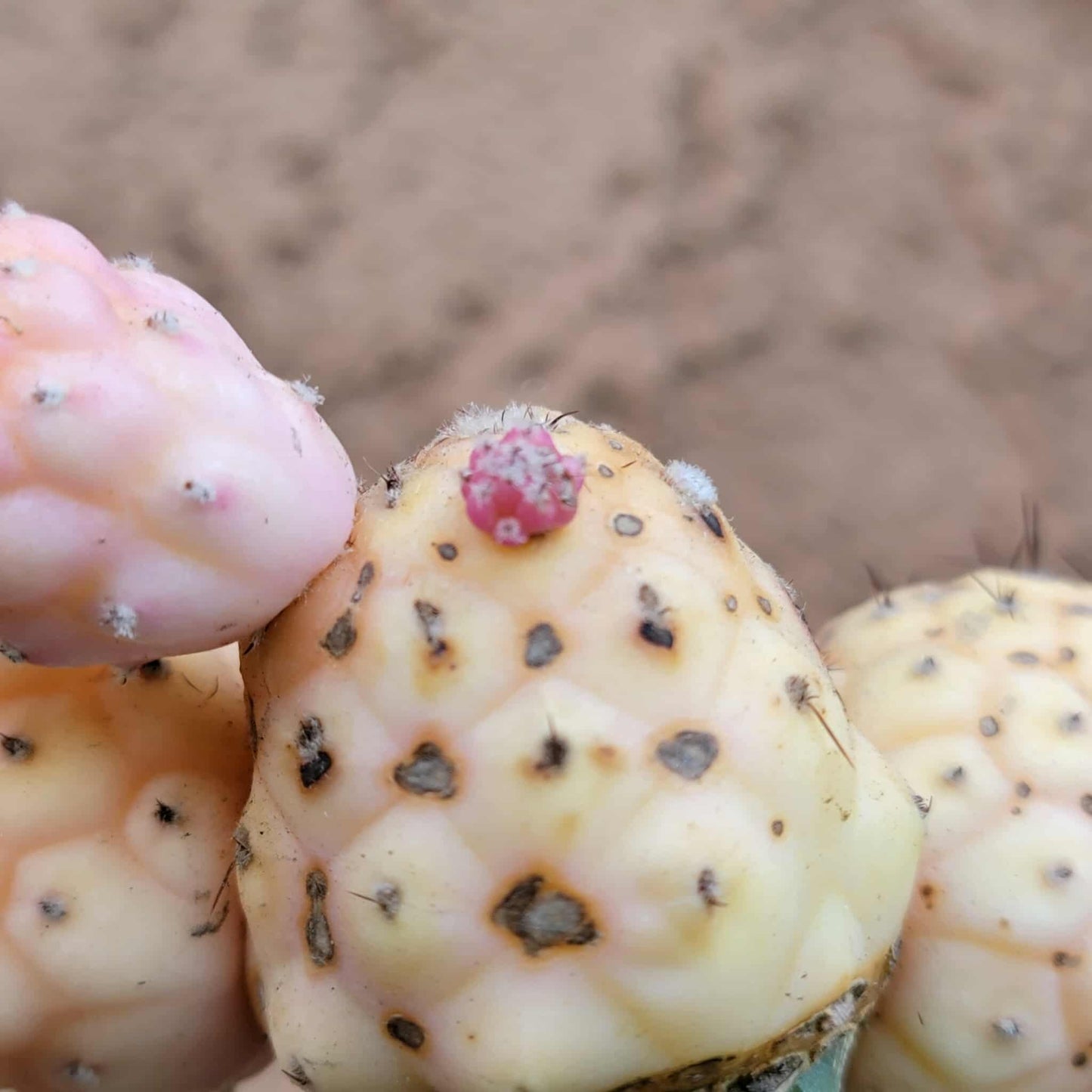 Tephrocactus Geometricus variegata – Variegated Tephrocactus - 5 Cladodes!