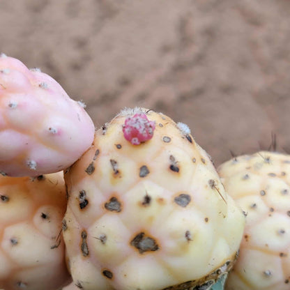 Tephrocactus Geometricus variegata – Variegated Tephrocactus - 5 Cladodes!