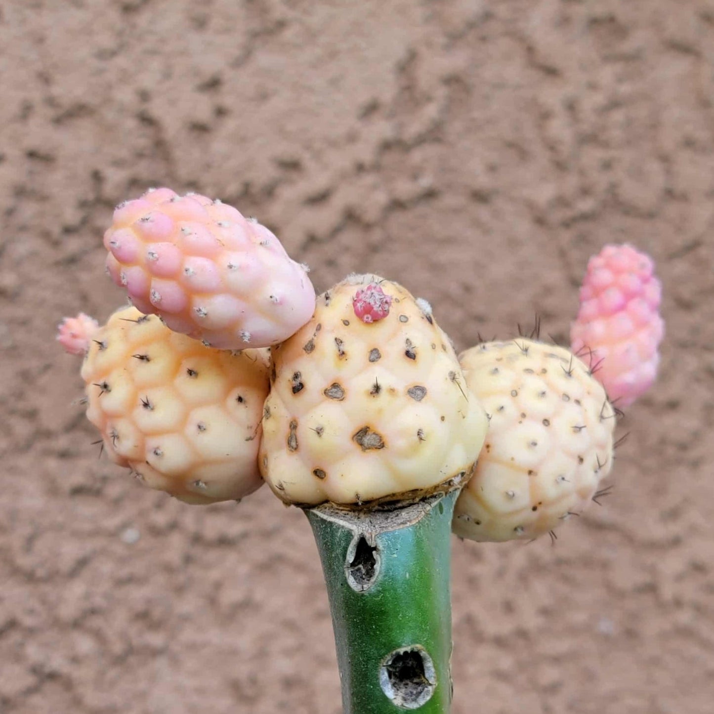 Tephrocactus Geometricus variegata – Variegated Tephrocactus - 5 Cladodes!