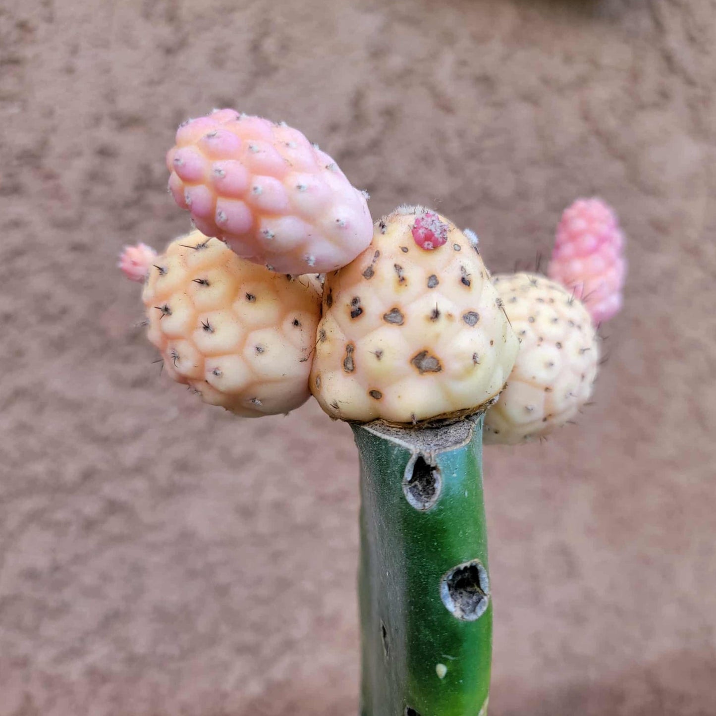 Tephrocactus Geometricus variegata – Variegated Tephrocactus - 5 Cladodes!