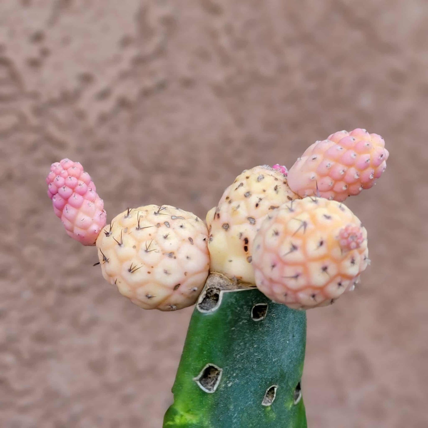 Tephrocactus Geometricus variegata – Variegated Tephrocactus - 5 Cladodes!