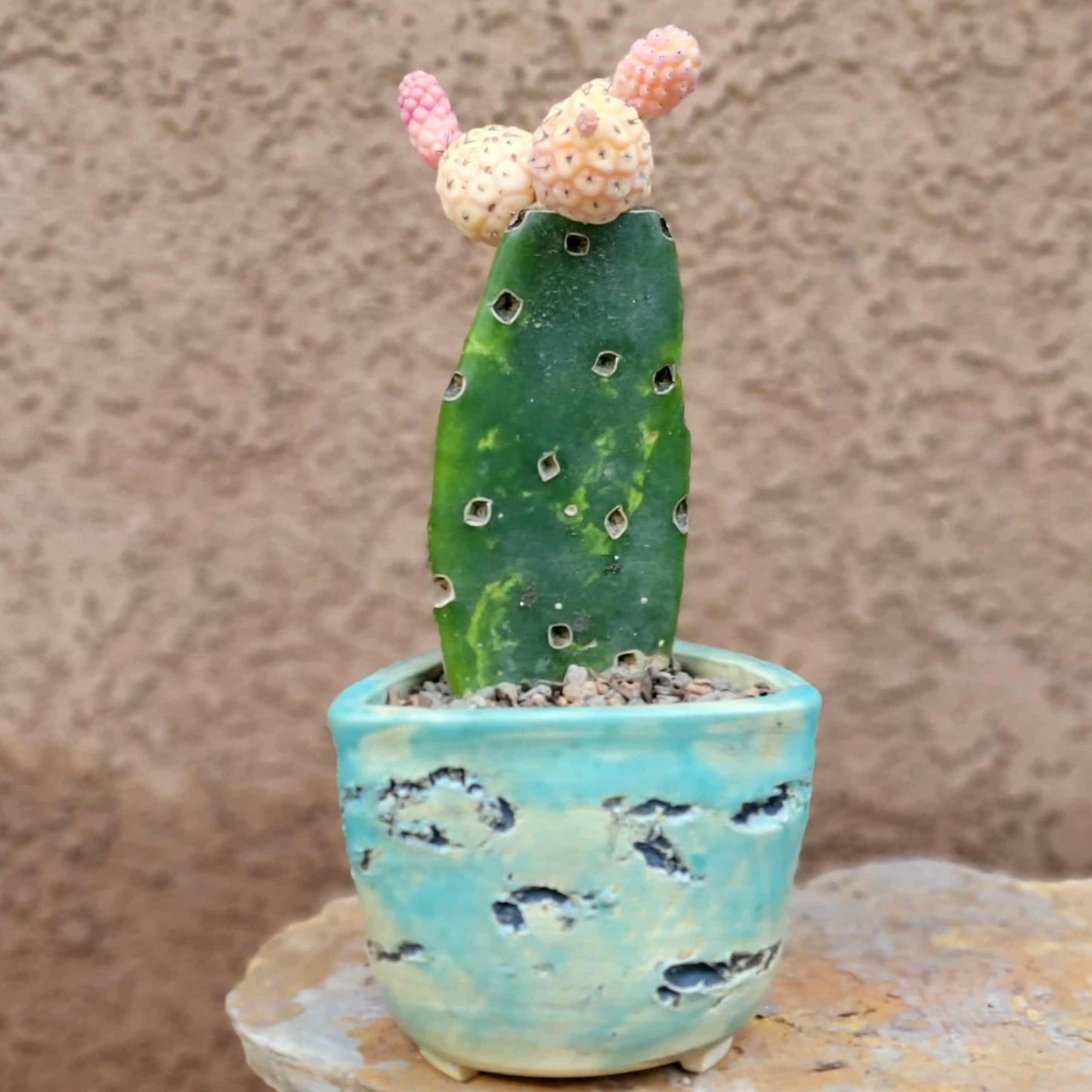 Tephrocactus Geometricus variegata – Variegated Tephrocactus - 5 Cladodes!