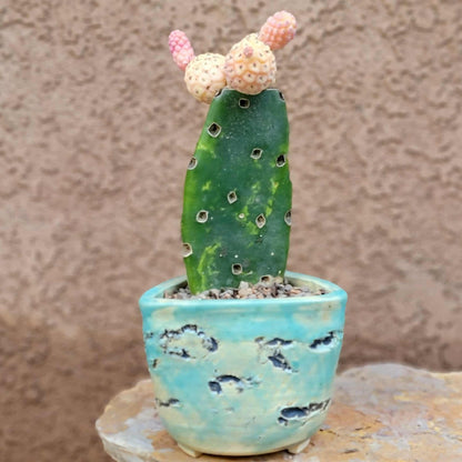 Tephrocactus Geometricus variegata – Variegated Tephrocactus - 5 Cladodes!