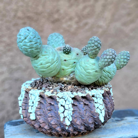 Tephrocactus Geometricus – Snow Man Cactus - 13 Cladodes