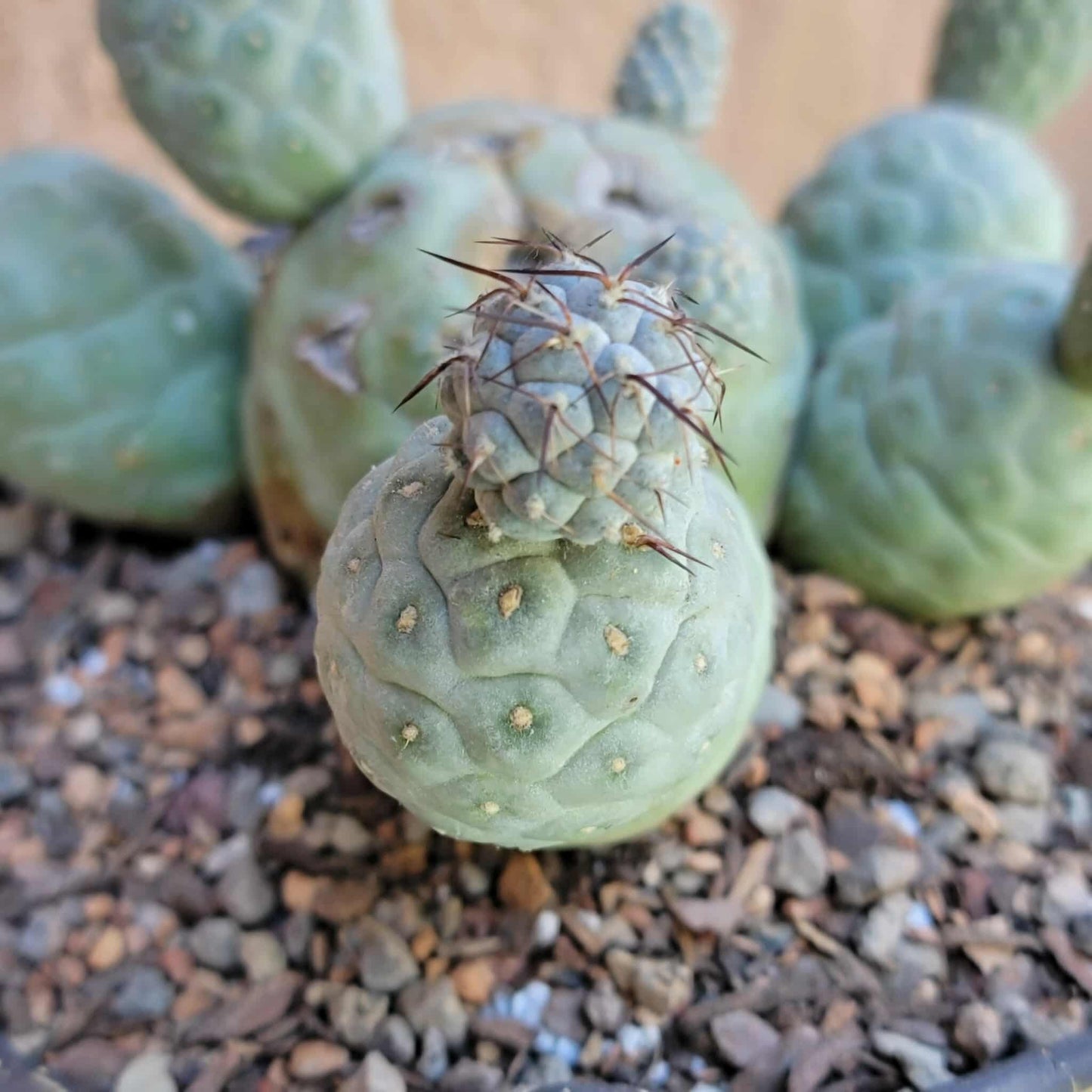 Tephrocactus Geometricus – Snow Man Cactus - 14 Cladodes