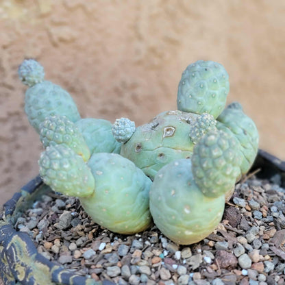 Tephrocactus Geometricus – Snow Man Cactus - 14 Cladodes