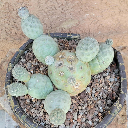 Tephrocactus Geometricus – Snow Man Cactus - 14 Cladodes